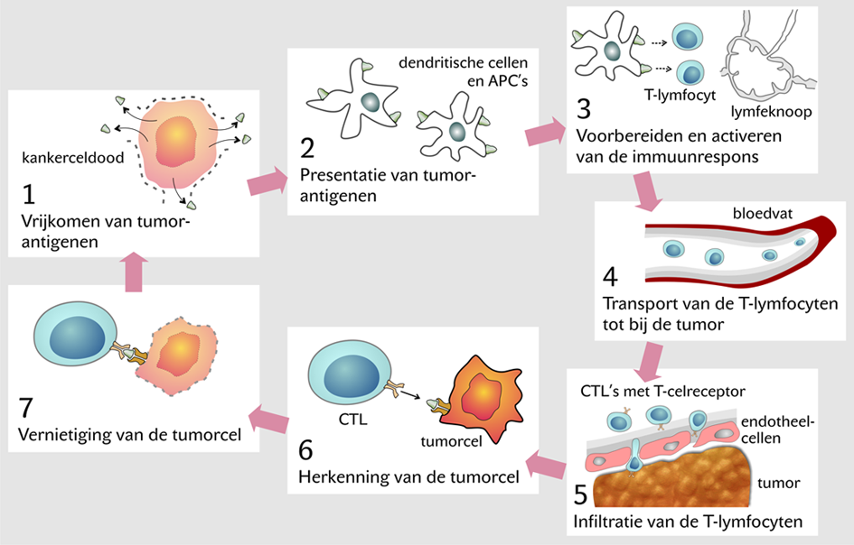 immunotherapie